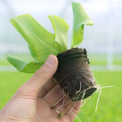 Jiffy Round Tall Pot 70mm with Hole, biodegradable pot made of peat for sustainable gardening