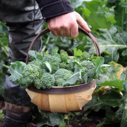 Ryset Traditional Wooden Harvesting Trug with folding handles, ideal for collecting garden produce